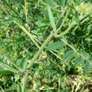 Photographie n°22247 du taxon Vicia villosa subsp. villosa