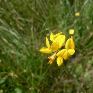 Photographie n°22253 du taxon Lotus pedunculatus Cav. [1793]