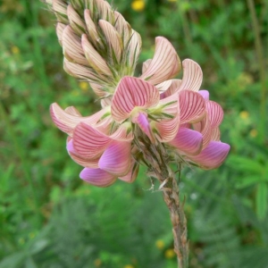 Photographie n°22255 du taxon Onobrychis viciifolia Scop. [1772]
