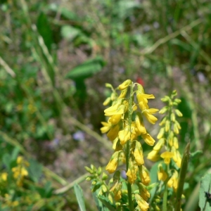 Melilotus lippoldianus Lowe (Mélilot élégant)