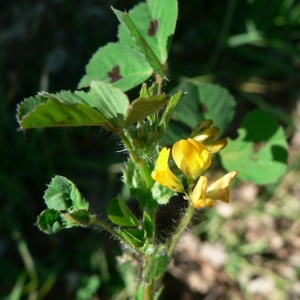 Photographie n°22259 du taxon Medicago arabica (L.) Huds.