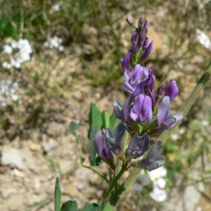  - Medicago sativa subsp. sativa