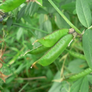 Photographie n°22263 du taxon Vicia sepium L. [1753]