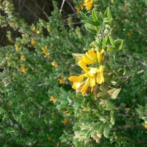 Photographie n°22269 du taxon Medicago arborea L. [1753]