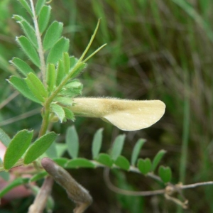 Photographie n°22270 du taxon Vicia hybrida L.