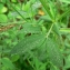  Mathieu MENAND - Lathyrus pratensis L.