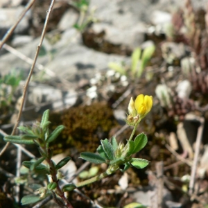 Medicago minima (L.) L. (Luzerne naine)