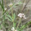  Mathieu MENAND - Dorycnium herbaceum subsp. gracile (Jord.) Nyman [1878]