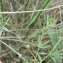  Mathieu MENAND - Dorycnium herbaceum subsp. gracile (Jord.) Nyman [1878]