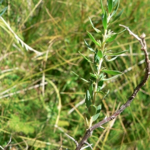 Photographie n°22282 du taxon Genista anglica L. [1753]