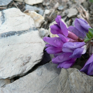  - Oxytropis jacquinii Bunge [1847]