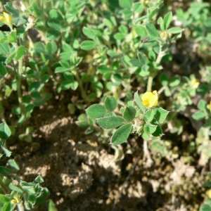 Photographie n°22284 du taxon Medicago minima (L.) L. [1754]