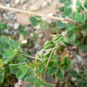  - Medicago suffruticosa subsp. leiocarpa (Benth.) Urb. [1873]