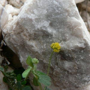 Photographie n°22297 du taxon Medicago lupulina L.