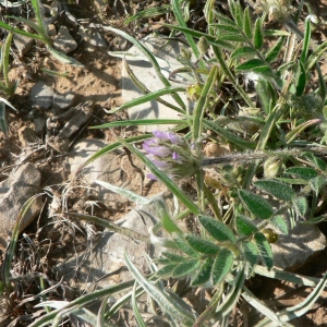 Astragalus stellatus Lam. (Astragale à gousses en étoile)