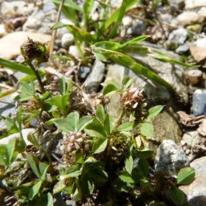 Photographie n°22306 du taxon Trifolium glomeratum L. [1753]