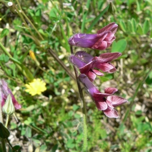 Photographie n°22307 du taxon Vicia benghalensis L. [1753]