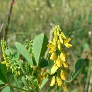 Photographie n°22309 du taxon Melilotus officinalis (L.) Lam. [1779]