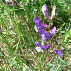 Photographie n°22311 du taxon Vicia onobrychioides L.