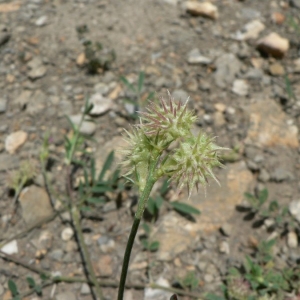 Photographie n°22316 du taxon Onobrychis caput-galli (L.) Lam. [1779]