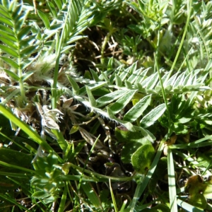 Oxytropis halleri subsp. appresso-sericea (Shuttlew.) Bech. (Oxytropis de Haller)