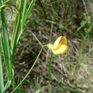 Photographie n°22320 du taxon Lathyrus annuus L. [1753]