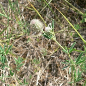 Photographie n°22325 du taxon Trifolium arvense L. [1753]