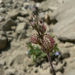 Photographie n°22327 du taxon Onobrychis caput-galli (L.) Lam. [1779]