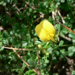 Ononis rhinanthoides Lapeyr. (Bugrane striée)