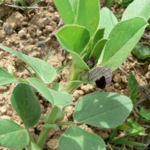  - Vicia narbonensis subsp. johannis (Tamamsch.) Jauzein [1995]