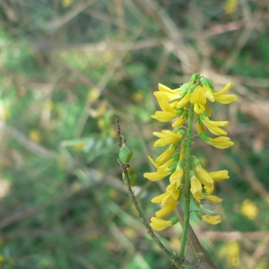 Photographie n°22338 du taxon Melilotus officinalis (L.) Lam. [1779]