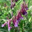  Mathieu MENAND - Vicia villosa subsp. varia (Host) Corb. [1894]