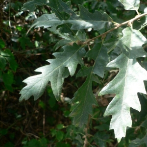 Photographie n°22358 du taxon Quercus pyrenaica Willd. [1805]