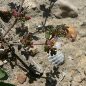 Photographie n°22373 du taxon Frankenia pulverulenta L. [1753]