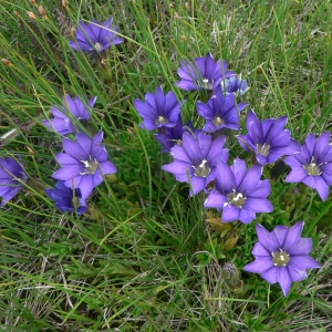 Photographie n°22377 du taxon Gentiana pyrenaica L. [1767]