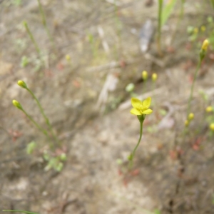 Photographie n°22378 du taxon Cicendia filiformis (L.) Delarbre