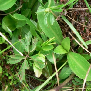 Photographie n°22379 du taxon Gentiana acaulis L. [1753]