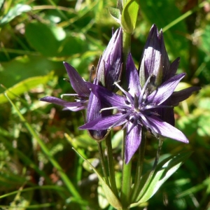 Photographie n°22381 du taxon Swertia perennis L.