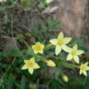 Photographie n°22382 du taxon Centaurium maritimum (L.) Fritsch [1907]