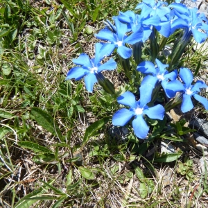 Photographie n°22386 du taxon Gentiana verna L. [1753]