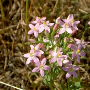 Photographie n°22389 du taxon Centaurium erythraea Rafn [1800]