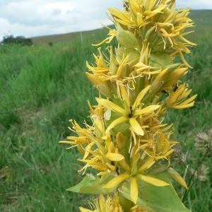 Photographie n°22391 du taxon Gentiana lutea L.