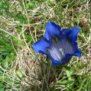 Photographie n°22392 du taxon Gentiana alpina Vill. [1779]