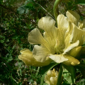 Photographie n°22393 du taxon Gentiana burseri Lapeyr. [1813]