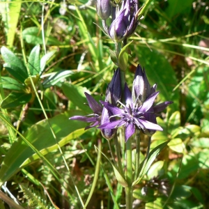 Photographie n°22396 du taxon Swertia perennis L.