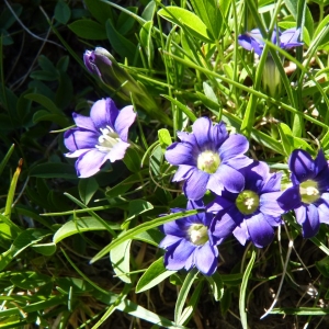 Photographie n°22399 du taxon Gentiana pyrenaica L. [1767]