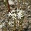  Mathieu MENAND - Centaurium pulchellum (Sw.) Druce [1898]