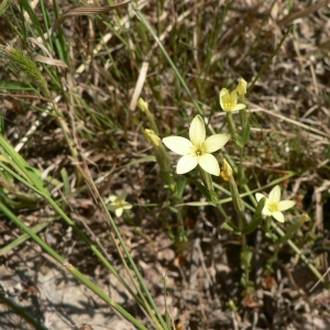 Photographie n°22408 du taxon Centaurium maritimum (L.) Fritsch [1907]