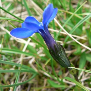 Photographie n°22413 du taxon Gentiana bavarica L. [1753]