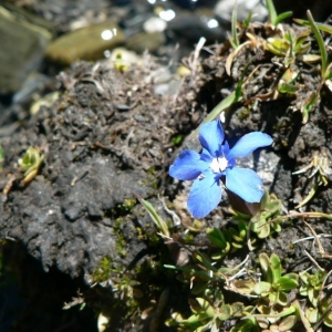 Photographie n°22416 du taxon Gentiana brachyphylla Vill. [1779]